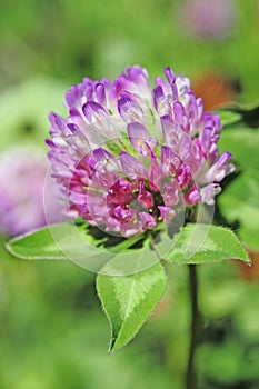 A close up view of a red clover flower.