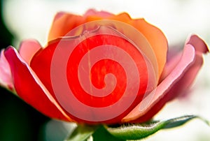 Close up view of red color bloom rose in the nature in the spring