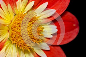 Close up view of red Dahlia flower details