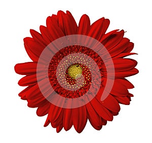 Close up view of red daisy