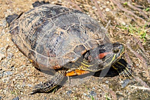 Close-up view of red-eared slider turtle Trachemys scripta elegans, red-eared terrapin, turtle, red-eared turtle, slider turtle