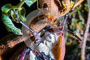 close up view from a red eyed brown bug on a branch