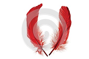 Close up view of  red  feathers isolated. Beautiful colorful backgrounds