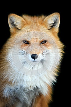Close up view red fox. Wild animal isolated on a black background