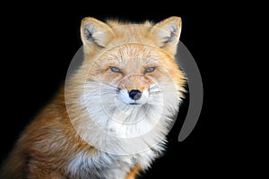 Close up view red fox. Wild animal isolated on a black background