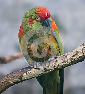 Close-up view of a Red-fronted macaw