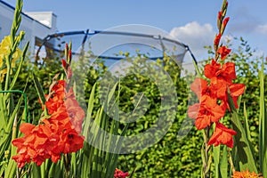 Close-up view of red gladiolus flowers in the garden with a trampoline in the background.