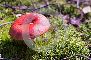 Close up view of red hat Russula mushroom on moss