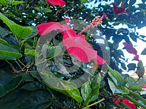 Close-up view of red hibiscus flower with blurred green leaves background