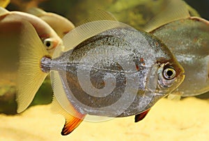 Close-up view of a Red Hook Silver Dollar photo