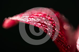 Close up view of red lily flower petal with water drops isolated on black.