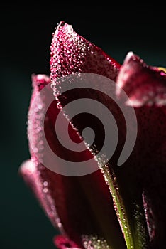 Close up view of red lily flower with water drops isolated on black.