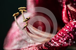 Close up view of red lily flower with water drops isolated on black.