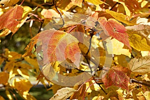 Close up view of red maple tree acer rubrum leaves showing autumn color