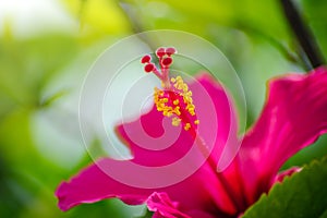 Close-up view of red petals of beautiful tropical hibiscus flower with yellow pollen and piling under the sunrise with blurry and