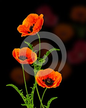 Wonderful red Poppies on blurred background