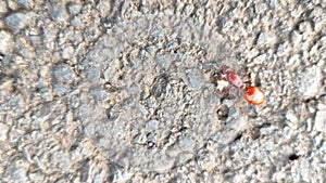 close up view of red queen ant walking on paved road