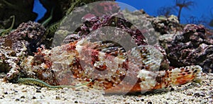 Close-up view of a Red Scorpionfish