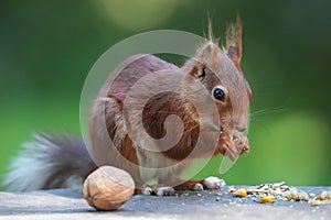 Close-up view of the red squirrel eating corns and a walnut on the side