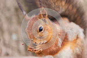 Close up view of red squirrel gnawing a seed