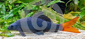 Close-up view of a Red-tailed black shark