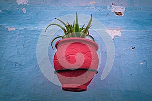 Close up view of a red vase with green cactus on the typical blue wall.