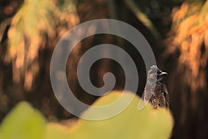 Close up view of a red vented bulbul pycnonotus cafer in a forest