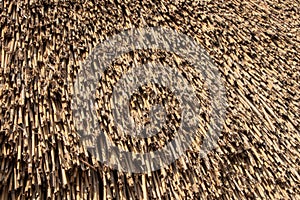 Close up view of reed thatch