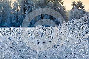 Close-up view of reed in white frost at winter lake shore