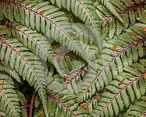Close up view of Regal red fern leaves