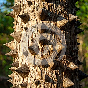 Defensive Spikes on a Thorny Tree Trunk