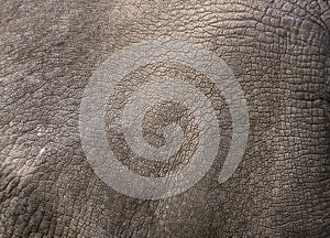 Close up view of Rhino skin