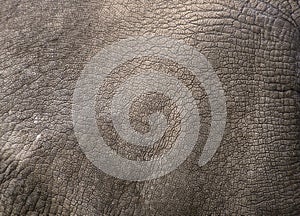 Close up view of Rhino skin photo