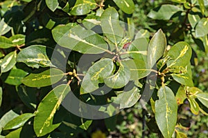 Close up view of rhododendron branches with green leaves and unopened flower buds photo