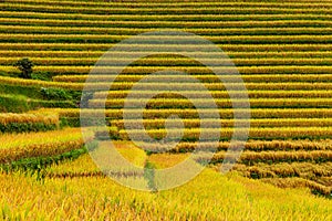 Close-up view of the rice paddies, Sapa, Vietnam