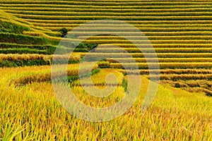 Close-up view of the rice paddies, Sapa, Vietnam