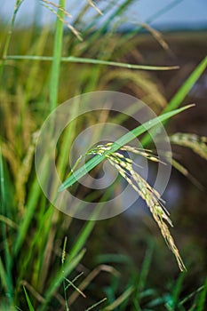 close up view of rice in a rice field before harvest.