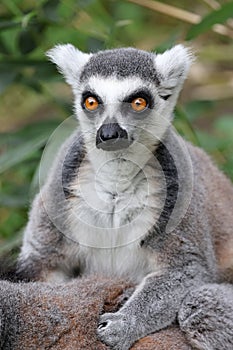 Close up view of ring-tailed lemur