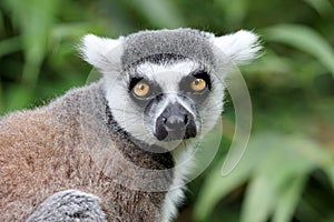 Close up view of ring-tailed lemur