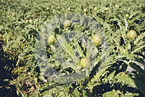 A close up view of ripe Artichoke Cynara cardunculus  in a field