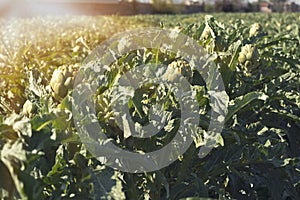 A close up view of ripe Artichoke Cynara cardunculus  in a field