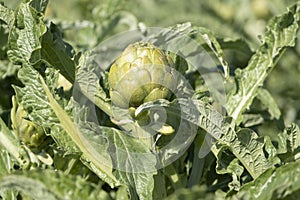 A close up view of ripe Artichoke Cynara cardunculus  in a field