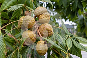 Close-up view of ripening fruit - vibrant green leaves - tree branch