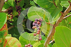 Close up View of Ripening Sea Grape Cluster photo