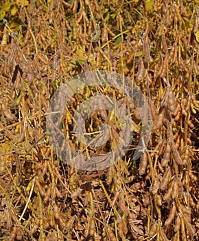 Close-up view of Ripening Soybeans