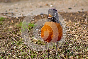 Robin Posing On The Grass