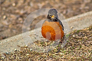 Robin Posing On The Grass