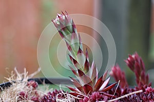 Close-up view of a Romeo Rubin echeveria on its way to bloom