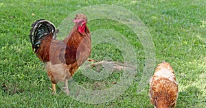 Close-up view of a rooster in many shades of red and one hen.