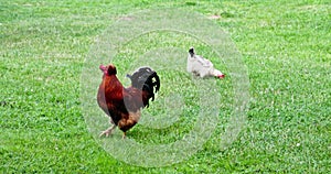 Close-up view of a rooster in many shades of red and one hen.